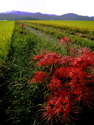 red spider lily