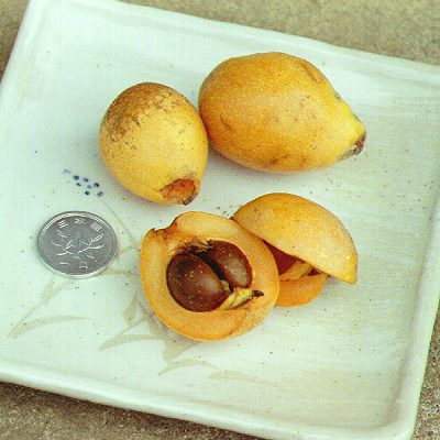 biwa loquat mubazir nyoba pengen nulis ataukah ajah