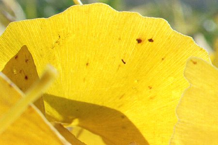 Backlit detail of leaf