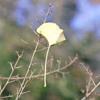 Trapped leaf