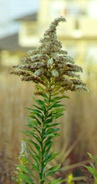 Goldenrod gone to seed